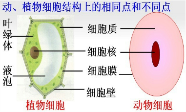 &ldquo;细胞工厂 的&ldquo;产品车间 是( ) A.细胞核B.叶绿体C.线粒体D.细胞质 题目和参考答案--精英家教网--